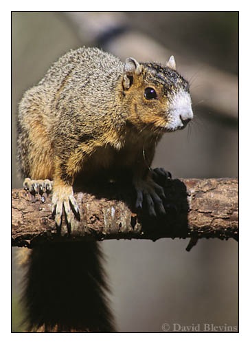 Photo of Sciurus niger by <a href="http://www.blevinsphoto.com/contact.htm">David Blevins</a>
